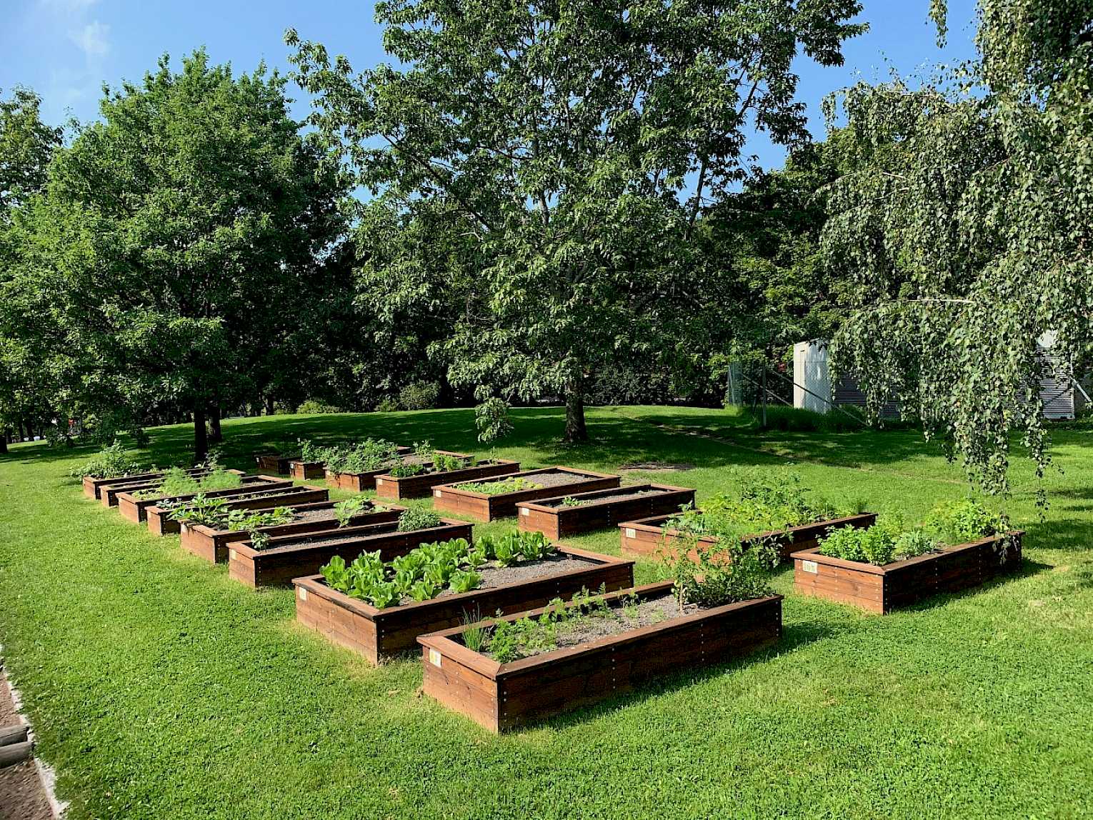 Ønsker du å dyrke grønnsaker på Diakonhjemmets område i sommer?